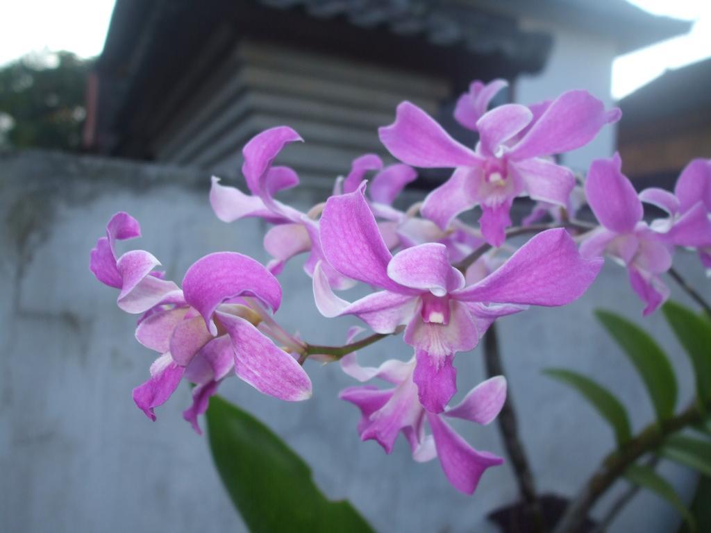 Semana * Ubud